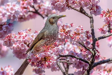 Brown eared bulbul bird in cherry bloom