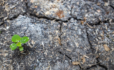 Soil or ground with several cracks due to drought or dryness caused by heat or global warming or...
