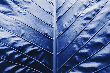 Abstract retro blue leaf, Close-up blue leaf texture backgrounds