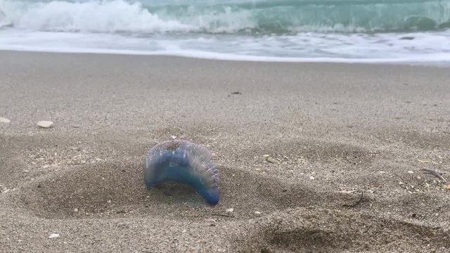  Atlantic Portuguese man-of-war (Physalia physalis) poisonous jellyfish-like marine animal washed out on a tropical sandy beach. Miami, Florida.