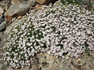 ツール･ド･モンブラン