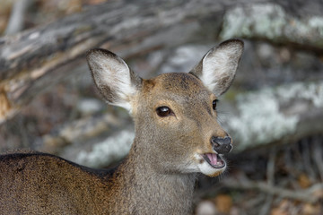 young male sika deer yelling close up with forest in background