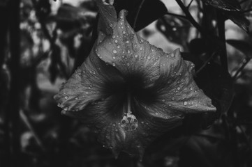 Black and White Flower