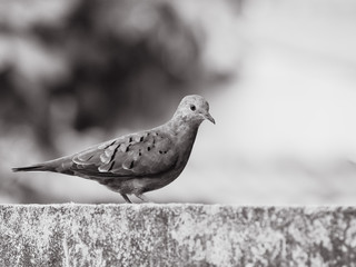 pigeon on a background