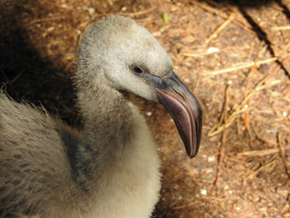 Fluffy Fledgling Greater Flamingo in Florida