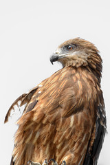Black kite close up