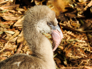 Fluffy Young Greater Flamingo in Florida