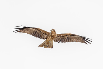 Black kite flying