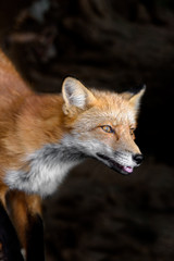 Japanese red fox close up