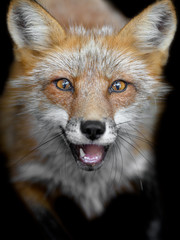 Japanese red fox close up