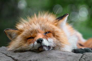 Sleeping Japanese red fox close up