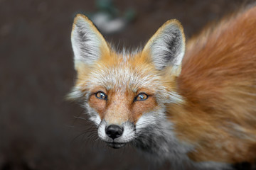 Fototapeta premium Japanese red fox close up