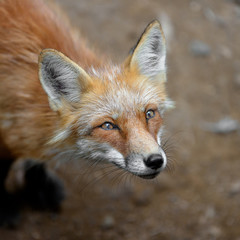 Naklejka na ściany i meble Japanese red fox close up