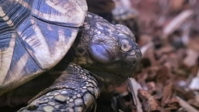 An adorable Indian star tortoise sleeping on the ground - close up
