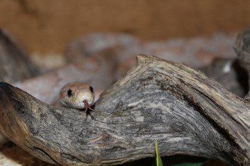 Corn Snake