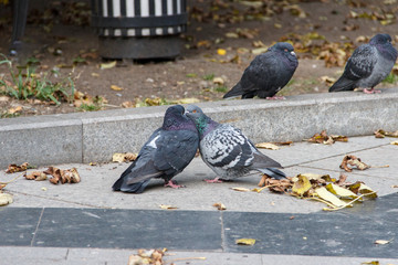 Fototapeta premium Two pigeons hug on the sidewalk among the fallen autumn leaves.
