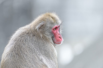 Japanese macaque close up