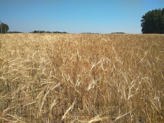 agricultural field with ripe wheat from ears autumn landscape with harvest