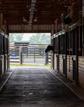 Horse Sticks His Head Out Of The Barn Door