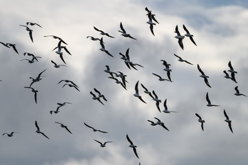 large group of Black-headed gull bird flying together