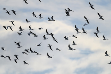 large group of Black-headed gull bird flying together