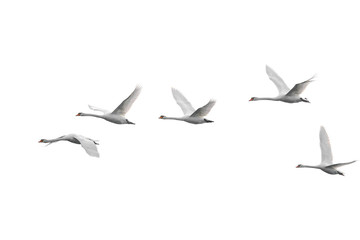 Group of flying white swans - 321762419
