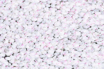 river of fallen cherry trees petals