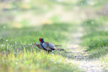 japanese geen pheasant male and female portrait during herry blossoms