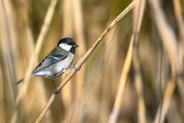 Japanese tit portrait on a branch