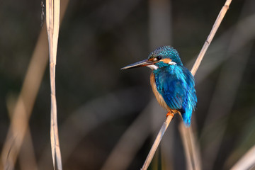 Kingfisher portrait on a branch