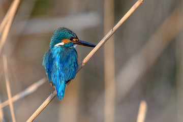 Kingfisher portrait on a branch