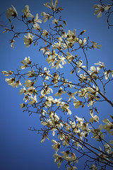 White magnolia flowers at Geumnyeonsan mountain Busan Korea in April