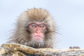 Obraz premium white Japanese macaque, snow monkey taking bath in hot spring close up