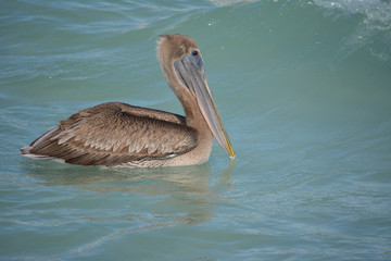 Pelican flying on the gulf coast of Florida near Sarasota