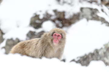 Japanese snow monkey walking on snow