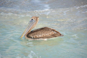 Pelican flying on the gulf coast of Florida near Sarasota