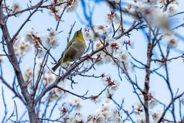 梅の蜜を吸うメジロ