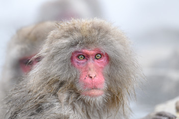 white Japanese macaque, snow monkey taking bath in hot spring close up