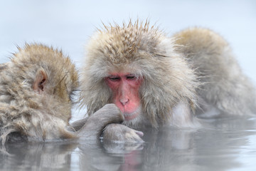 white Japanese macaque, snow monkey family taking bath in hot spring close up