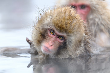 white Japanese macaque, snow monkey cub taking bath in hot spring close up