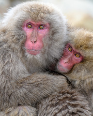 Japanese snow monkeys cuddling together