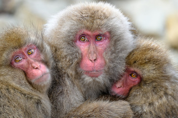 Japanese snow monkeys cuddling together