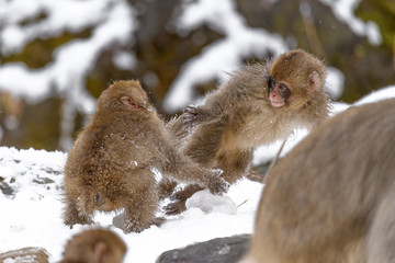 snow monkey cubs playing on snow