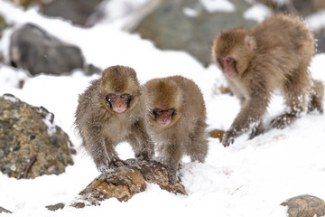 snow monkey cubs playing on snow