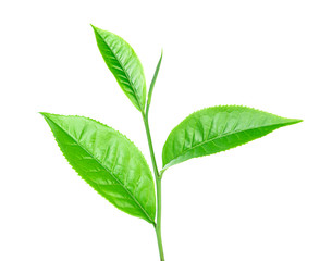 green tea leaf on white background