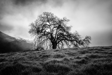 Morning Fog over Mount Diablo State Park