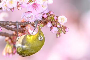 green yellow bird Japanese zosterops in cherry bloom (white eyes)