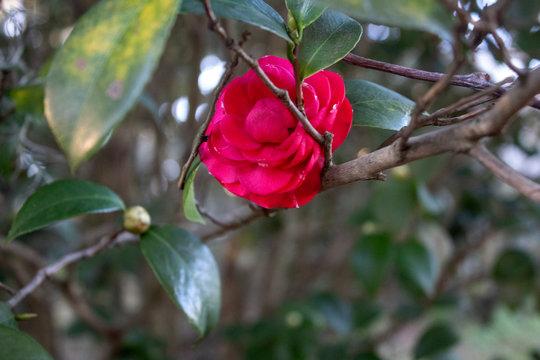 Young Pink Flower Blossom on Bush