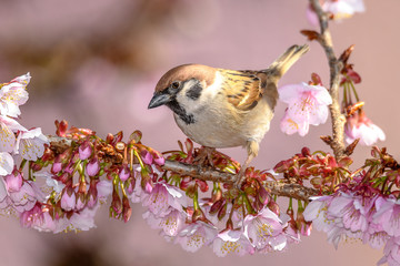 Cute little sparrow in blooming sakura cherry tree