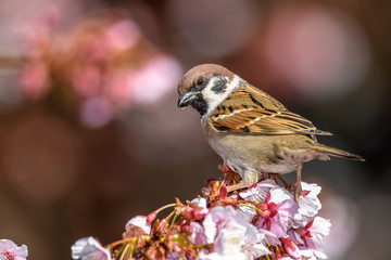 Cute little sparrow in blooming sakura cherry tree